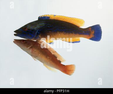 Male and female Labrus mixtus (Cuckoo wrasse) underwater Stock Photo