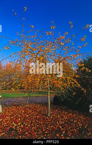 Malus 'Butterball' (Crab apple tree), autumn Stock Photo