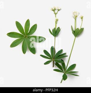 Galium odoratum, syn. Asperula odorata (Sweet woodruff), leaves and flowers Stock Photo