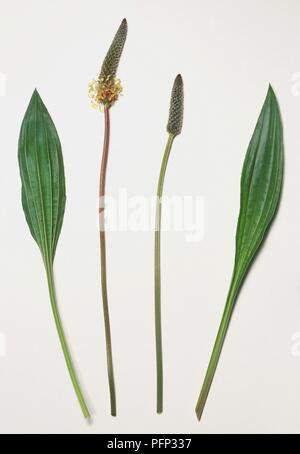 Plantago lanceolata (Ribwort plantain) flowers and leaves Stock Photo