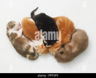 Five kittens (Felis catus) huddled together, sleeping Stock Photo