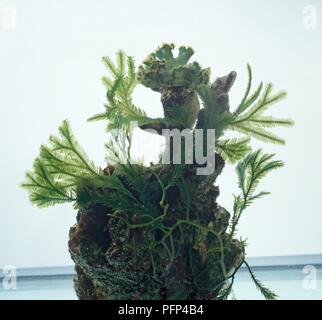 Lettuce slug (Elysia crispata) on coral surrounded by seaweed Stock Photo