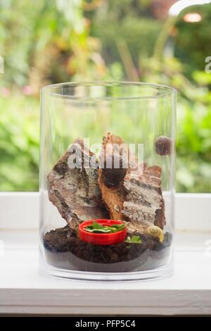 Glass jar on window sill containing snails, bark and some herbs Stock Photo
