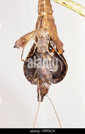 Small Tortoiseshell butterfly emerging from its chrysalis Aglais