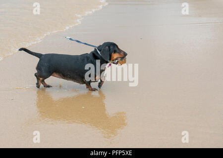 Singapore - February 2 2018: Very proud female Dachshund walking up from the sea with her catch. Stock Photo