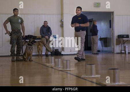 Alfredo Guajardo, right, Bureau of Alcohol, Tobacco, Firearms and Explosives canine trainer, instructs Cpl. Albert Tiburcio, military police officer, Security and Emergency Services Battalion, Marine Corps Base Camp Pendleton, and his canine, Gaya, during a National Odor Recognition Test at Naval Weapons Station Fallbrook, Calif., May 24, 2018. During the 3-day training, the personnel with the ATF monitor each handler and canine team as they search for explosive materials amongst substances a canine may come into contact with on a daily basis, including bird seed and nuts. Stock Photo