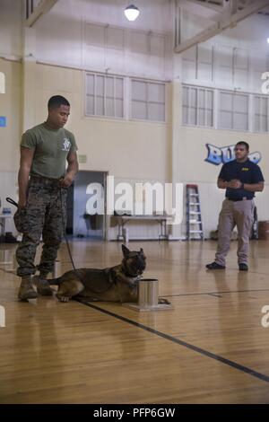 Alfredo Guajardo, right, Bureau of Alcohol, Tobacco, Firearms and Explosives canine trainer, observes Cpl. Albert Tiburcio, military police officer, Security and Emergency Services Battalion, Marine Corps Base Camp Pendleton, and his canine, Gaya, during a National Odor Recognition Test at Naval Weapons Station Fallbrook, Calif., May 24, 2018. NORT is a voluntary test used to evaluate canine teams on their ability to successfully detect various explosive substances. Stock Photo