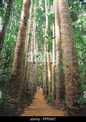 Australia, Queensland, Paronella Park, Kauri Avenue, footpath flanked by Agathis robusta (Queensland kauri) trees Stock Photo