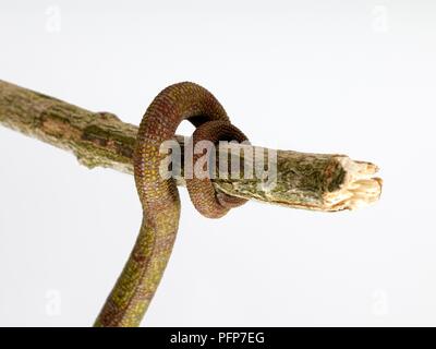 Panther Chameleon (Furcifer pardalis) tail curled around branch Stock Photo