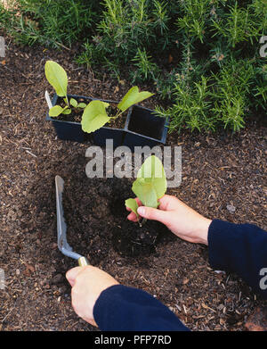 Using trowel to plant Armoracia rusticana, syn. Cochlearia armoracia (horseradish) seedling in compost and soil next to lavender Stock Photo
