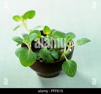 Calamintha nepeta (Lesser calamint or Nepitella), fresh sprigs of green leaves in ceramic bowl Stock Photo