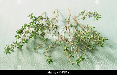 Thymus citriodus 'Fragrantissimus', fresh Orange-Scented Thyme sprigs, close up. Stock Photo