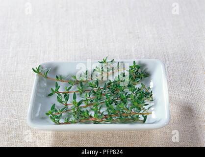 Thymus herba-barona (Caraway thyme), sprigs of tiny leaves in ceramic dish Stock Photo