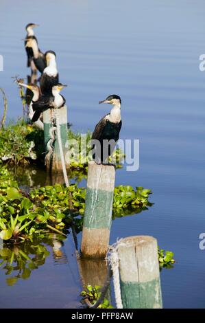 Kenya, Rift Valley, Lake Naivasha, White-breasted cormorants (Phalacrocorax lucidus) perched on poles in the lake Stock Photo
