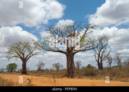 Kenya, Adansonia digitata (Baobab) trees along dirt road Stock Photo