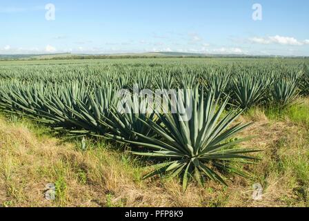 Africa, Kenya, sisal plantation near Vipingo Stock Photo