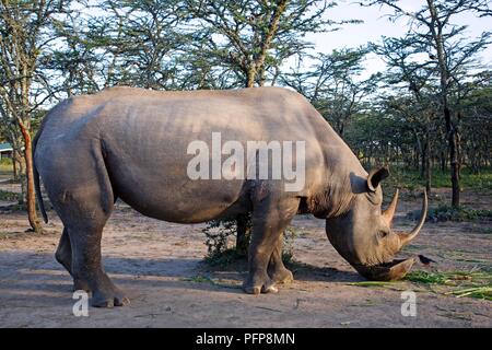 Africa, Kenya, Ol Pejeta, Sweetwaters Conservancy, Morani the tame Black Rhinoceros (Diceros bicornis) feeding Stock Photo