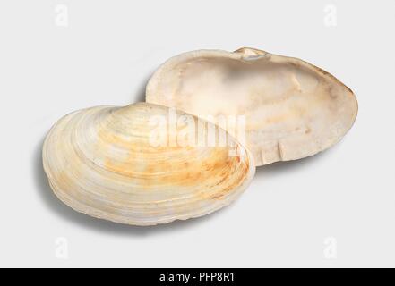 Soft-shell clam (Mya arenaria), top and underside of shell Stock Photo