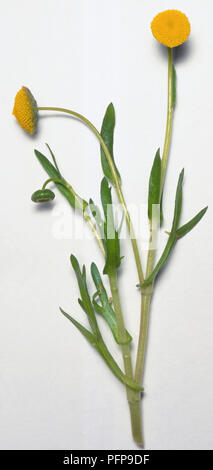 Cotula coronopifolia, buttonweed yellow button like flower heads on long green stalks. Stock Photo