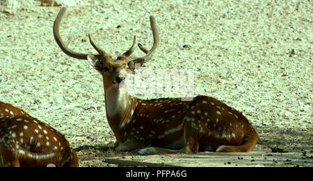 Deer Stock Photo