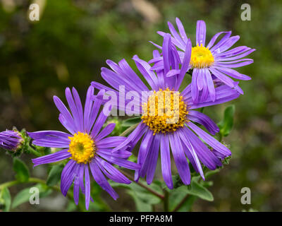 Violet-blue daisy flowers of the late summer blooming Italian aster, Aster amellus 'King George' Stock Photo