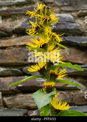 Tall spike with yellow daisy flowers at each leaf axil of the Indian elecampane, Inula racemosa Stock Photo
