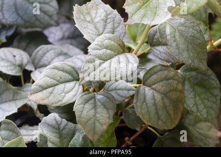 Silvery deciduous foliage of the self clinging hardy climber, Schizophragma hydrangeoides 'Moonlight' Stock Photo