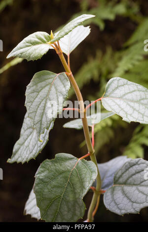 Silvery deciduous foliage of the self clinging hardy climber, Schizophragma hydrangeoides 'Moonlight' Stock Photo