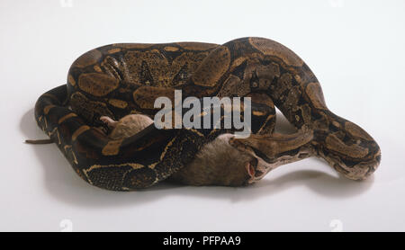 white boa constrictor with prey white boa constrictor with prey