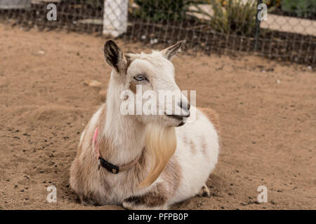 Laying down, resting, relaxing single black, white and tan, bearded peaceful, gentle Nigerian dwarf pet milk goat, kind face Stock Photo