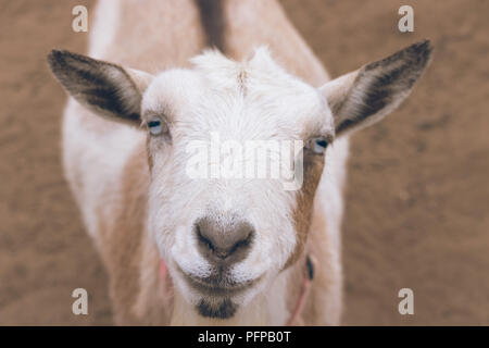 Single black, white and tan, bearded, blue eyes Nigerian dwarf pet goat looking up at camera with gentle kind smile on face Stock Photo