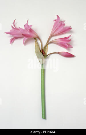 Cutting from Crinum powellii (Cape lily) showing pink flowers Stock Photo