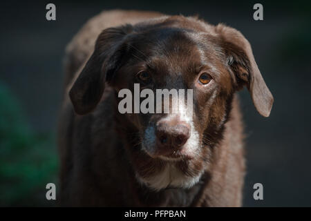 My dog, a Lab mix with australian sheppard Stock Photo