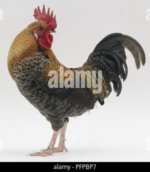 Cockerel (Gallus gallus) looking back over shoulder, side view Stock Photo