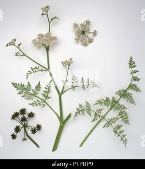 Oenanthe aquatica (Fine-leaved water dropwort), branched stem with umbels of flowers, fruit and leaves Stock Photo