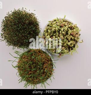 Wheat, mung beans and alfalfa growing in white plant pots Stock Photo