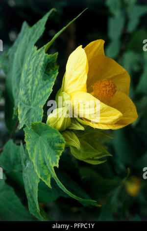 Abutilon 'Canary Bird', evergreen shrub showing lobed mid-green leaves and lemon-yellow flower with buds, close-up Stock Photo