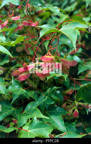 The winged fruit of a maple tree, Acer sp. The fruit is composed of two ...