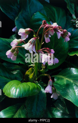 Vertical closeup of a light pink rose flower with green leaves and — free download