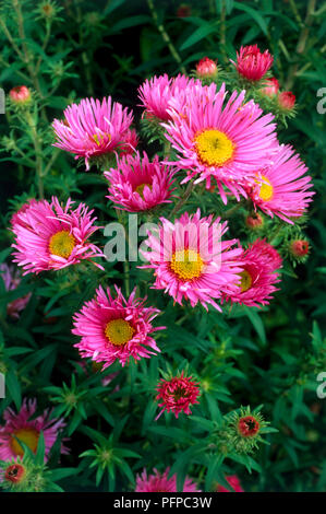 Aster novae-angliae 'Rosa Sieger', flowers, unfurled and unfurling buds, corymb-like sprays, ray-florets, disc florets and green leaves, close-up Stock Photo