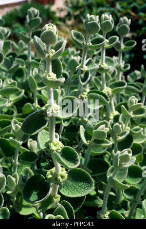 Ballota pseudodictamnus (Horehound), developed leaves and calyces, close-up Stock Photo