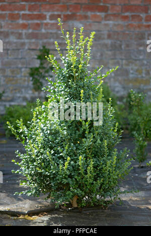 Buxus (Box Hedge) in walled garden before pruning Stock Photo
