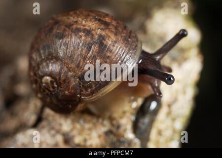 Common Garden Snail (Helix aspersa) on rock, close-up Stock Photo