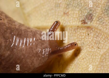 Garden Snail (Helix aspersa) on leaf with tentacles partly extended on head, close-up Stock Photo