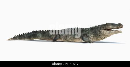 Prehistoric extinct alligator - Deinosuchus. Terrible crocodile. Drawing  with extinct predators reptiles Stock Photo - Alamy