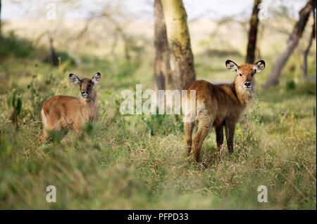 Kenya, Rift Valley, Lake Nakuru National Park, two young Waterbucks (Kobus ellipsiprymnus) in woodland, looking at camera Stock Photo