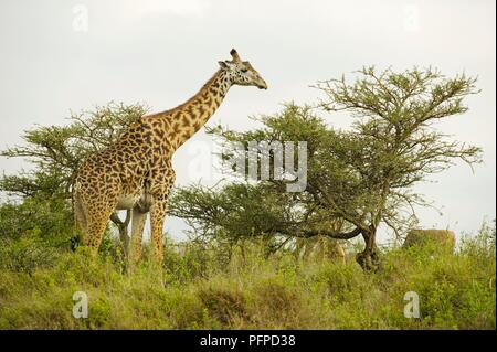 Kenya, near Nairobi, Nairobi National Park, a giraffe standing in the grass near a tree, side view Stock Photo