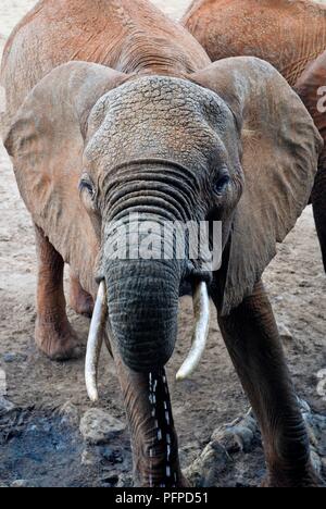 Kenya, Taita Hills Wildlife Sanctuary, young African elephant (Loxodonta africana) drinking, close-up, front view Stock Photo