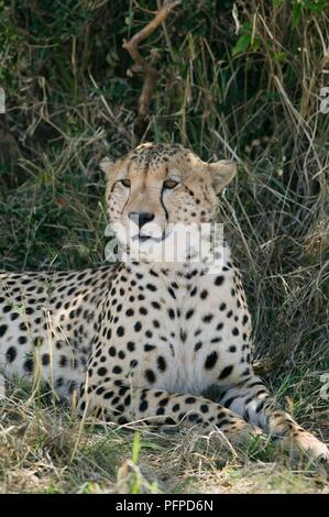 Kenya, Masai Mara National Reserve, Cheetah (Acinonyx jubatus) sitting in grass, looking Stock Photo