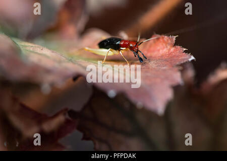 A red headed bush cricket nestled on a piece of corrugated plastic searches for a mate. Stock Photo